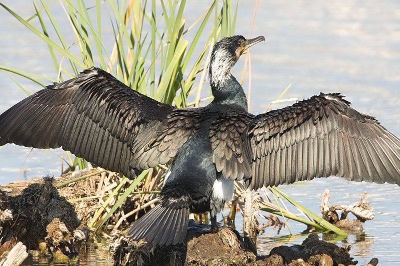 Phalacrocorax carbo Aalscholver Great Cormorant